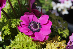 Harmony Orchid Anemone (Anemone 'Harmony Orchid') at Lakeshore Garden Centres