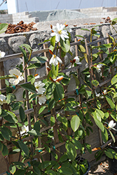 Fairy White Magnolia (Magnolia 'MicJur05') at Lakeshore Garden Centres