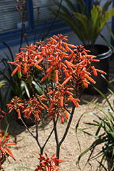 Blue Flame Agave (Agave 'Blue Flame') at Lakeshore Garden Centres