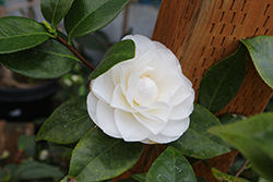 Swan Lake Camellia (Camellia japonica 'Swan Lake') at Lakeshore Garden Centres