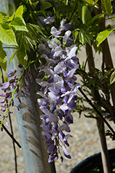 Prolific Wisteria (Wisteria sinensis 'Prolific') at Lakeshore Garden Centres