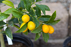 Oval Kumquat (Fortunella margarita) at Lakeshore Garden Centres