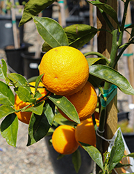 Valencia Orange (Citrus sinensis 'Valencia') at Lakeshore Garden Centres