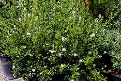 Snow Flurry California Lilac (Ceanothus thyrsiflorus 'Snow Flurry') at Lakeshore Garden Centres