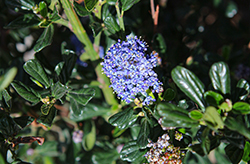 Skylark California Lilac (Ceanothus thyrsiflorus 'Skylark') at Lakeshore Garden Centres