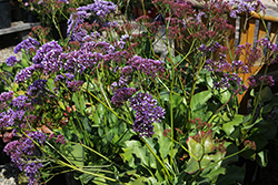 Perez's Sea Lavender (Limonium perezii) at Lakeshore Garden Centres