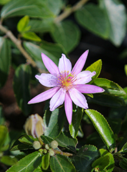 Crossberry (Grewia occidentalis) at Lakeshore Garden Centres