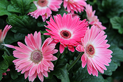 Majorette Pink Halo Gerbera Daisy (Gerbera 'Majorette Pink Halo') at Lakeshore Garden Centres