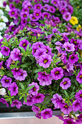 Calipetite Blue Calibrachoa (Calibrachoa 'Calipetite Blue') at Lakeshore Garden Centres