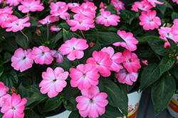 SunPatiens Compact Pink Flash New Guinea Impatiens (Impatiens 'SAKIMP080') at Lakeshore Garden Centres