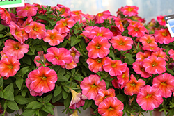 SuperCal Premium Coral Star Petchoa (Petchoa 'SAKPXC043') at Lakeshore Garden Centres