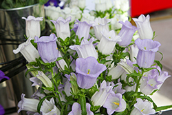 Champion Lavender Canterbury Bells (Campanula 'Champion Lavender') at Lakeshore Garden Centres