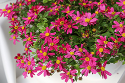 Bee Pink Buzz Bidens (Bidens ferulifolia 'Bee Pink Buzz') at Lakeshore Garden Centres