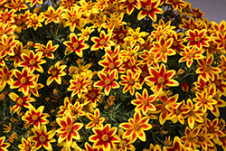 Tiger Bee Bidens (Bidens 'Tiger Bee') at Lakeshore Garden Centres