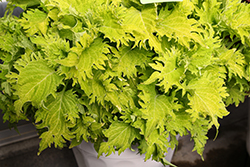 TerraScape Lime & Shine Coleus (Solenostemon scutellarioides 'Lime and Shine') at Lakeshore Garden Centres