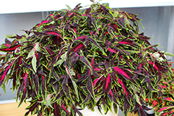 TerraScape All That Jazz Coleus (Solenostemon scutellarioides 'All That Jazz') at Lakeshore Garden Centres