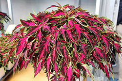 TerraScape All That Lava Coleus (Solenostemon scutellarioides 'All That Lava') at Lakeshore Garden Centres