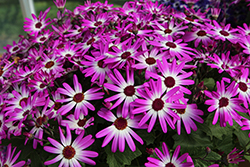 Senetti Magenta Bicolor Pericallis (Pericallis 'Senetti Magenta Bicolor') at Lakeshore Garden Centres