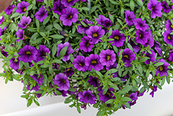 Unique Lilac Calibrachoa (Calibrachoa 'Unique Lilac') at Lakeshore Garden Centres