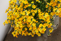 Nessie Plus Yellow Nemesia (Nemesia 'Nessie Plus Yellow') at Lakeshore Garden Centres