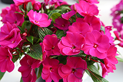 Painted Select Violet New Guinea Impatiens (Impatiens hawkeri 'Paradise Select Violet') at Lakeshore Garden Centres