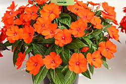 Painted Select Electric Orange New Guinea Impatiens (Impatiens hawkeri 'Paradise Select Electric Orange') at Lakeshore Garden Centres