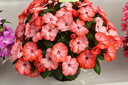 Painted Select Peach New Guinea Impatiens (Impatiens hawkeri 'Paradise Select Peach') at Lakeshore Garden Centres