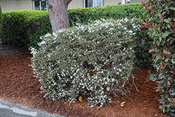 Pink Pearl Tea-Tree (Leptospermum scoparium 'Pink Pearl') at Lakeshore Garden Centres