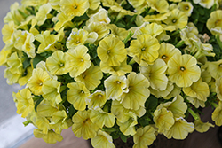Dreams Yellow Petunia (Petunia 'Dreams Yellow') at Lakeshore Garden Centres