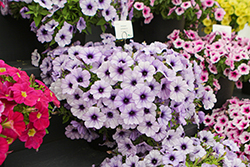 Cascadias Lavender Ice Petunia (Petunia 'Cascadias Lavender Ice') at Lakeshore Garden Centres