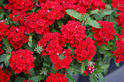 Vanessa Compact Hot Red Verbena (Verbena 'Vanessa Compact Hot Red') at Lakeshore Garden Centres