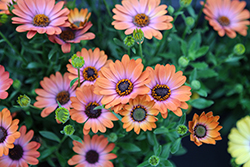 Besties Inspiring Orange African Daisy (Osteospermum ecklonis 'Besties Inspiring Orange') at Lakeshore Garden Centres