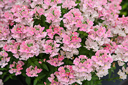 Nesia Pink Crush Nemesia (Nemesia 'Nesia Pink Crush') at Lakeshore Garden Centres
