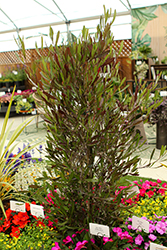 Purple Hop Bush (Dodonaea viscosa 'Purpurea') at Lakeshore Garden Centres