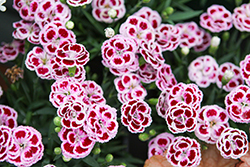 Delilah Bicolor Purple Dianthus (Dianthus 'Delilah Bicolor Purple') at Lakeshore Garden Centres