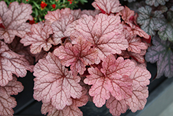 Kira Jersey Coral Bells (Heuchera 'Kira Jersey') at Lakeshore Garden Centres