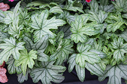 Kira Evergreen Forest Coral Bells (Heuchera 'Kira Evergreen Forest') at Lakeshore Garden Centres