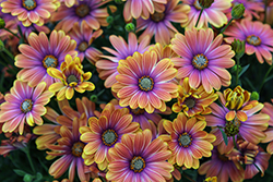 Besties Dynamic Bicolor African Daisy (Osteospermum ecklonis 'Besties Dynamic Bicolor') at Lakeshore Garden Centres