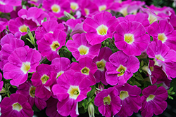 Cascadias Rose Petunia (Petunia 'Cascadias Rose') at Lakeshore Garden Centres