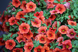 Colibri Tangerine Calibrachoa (Calibrachoa 'Colibri Tangerine') at Lakeshore Garden Centres