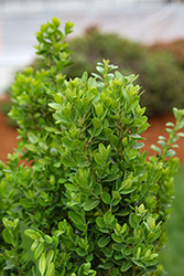Green Tower Boxwood (Buxus sempervirens 'Monrue') at Lakeshore Garden Centres