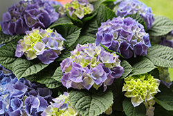 Rosso Glory Hydrangea (Hydrangea macrophylla 'HORE0007') at Lakeshore Garden Centres