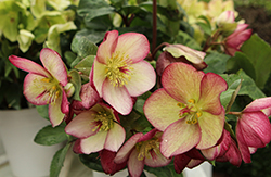 HGC Ice N' Roses Rosado Hellebore (Helleborus 'COSEH 5400') at Peter Knippel Garden Centre