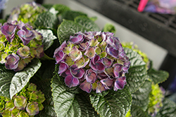 Passion Hydrangea (Hydrangea macrophylla 'RIE4') at Lakeshore Garden Centres