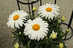 Western Star Taurus Shasta Daisy (Leucanthemum x superbum 'Taurus') at Lakeshore Garden Centres