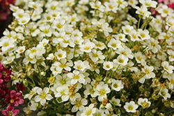 Alpino Early White Saxifrage (Saxifraga x arendsii 'SAXZ0003') at Lakeshore Garden Centres
