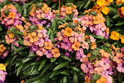Erysistible Bronze Rose Wallflower (Erysimum linifolium 'Erysistible Bronze Rose') at Lakeshore Garden Centres