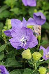Twinkle Blue Balloon Flower (Platycodon grandiflorus 'Twinkle Blue') at Peter Knippel Garden Centre