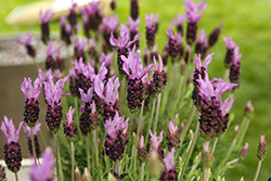 Violeta Purple XL Lavender (Lavandula stoechas 'Violeta Purple XL') at Lakeshore Garden Centres