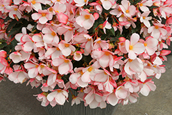 Florencio White Begonia (Begonia 'Florencio White') at Lakeshore Garden Centres